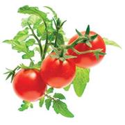 kapsule so semienkami a substrátom 3ks, Click and Grow mini paradajky